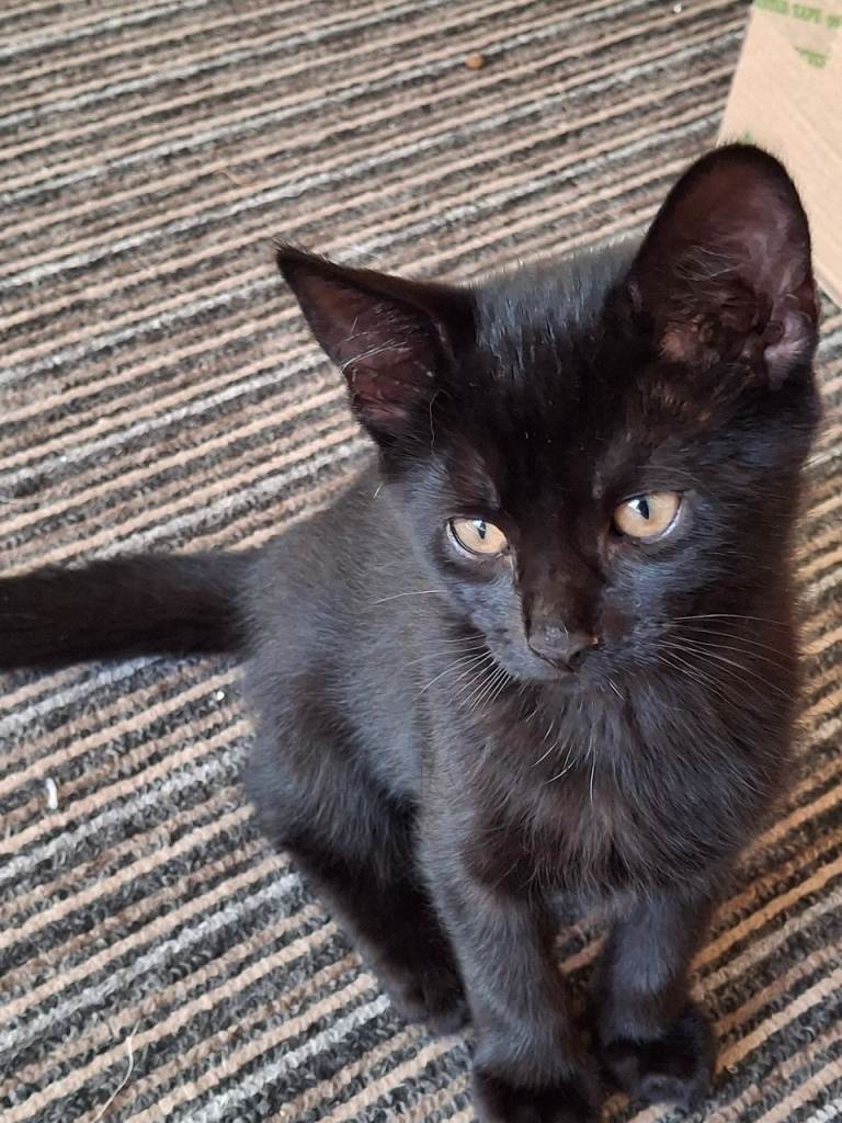 6 kittens for sale.