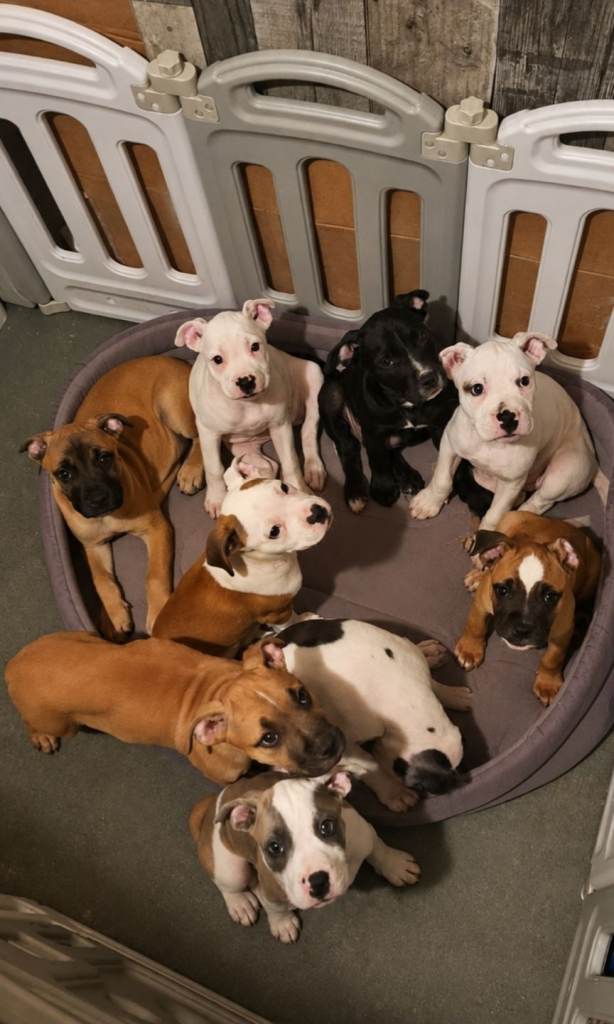 Staffy x American Bulldog Puppies - Ready Now