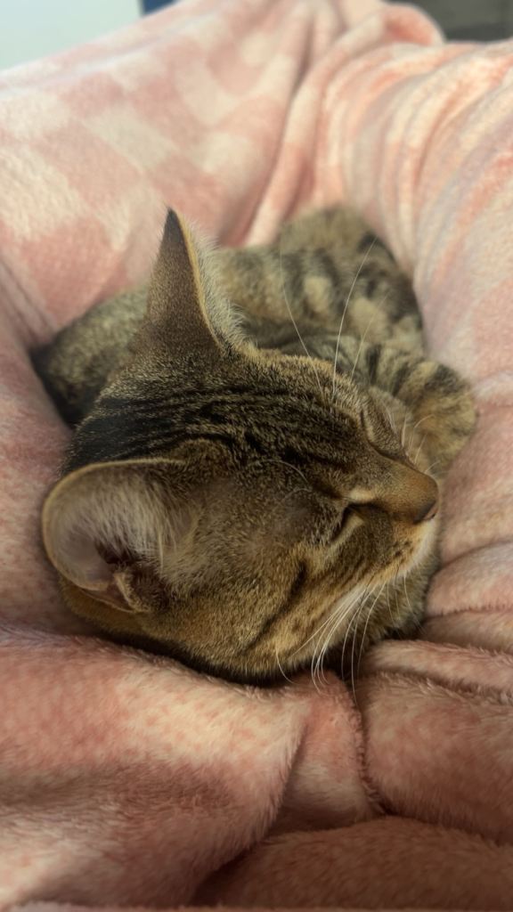 Rehoming My Cat – Kiwi 
