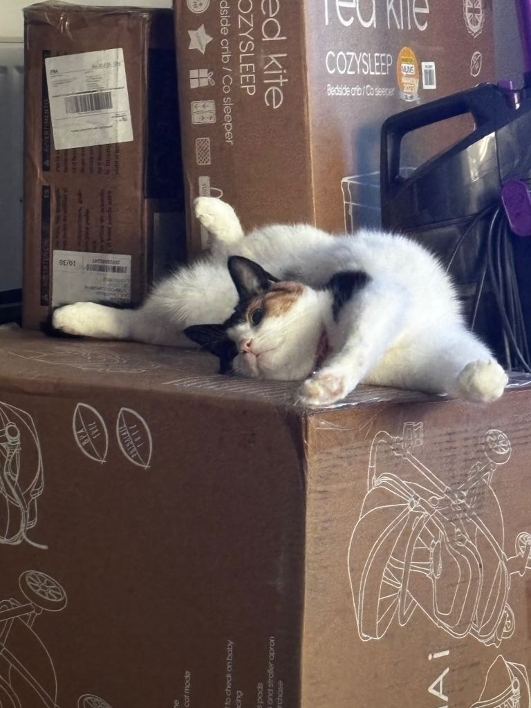 Four years old indoor. cat for sale