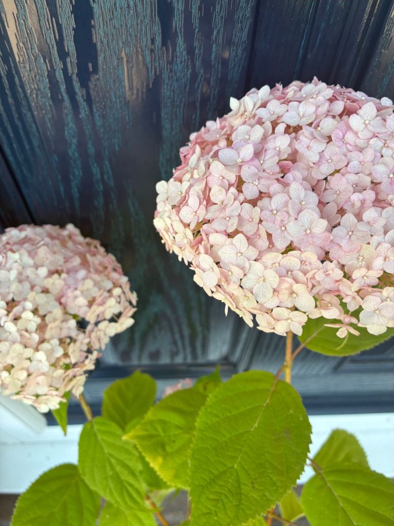 Lovely Pink Hydrangea ‘Candybelle Bubblegum’ Plant in Pot