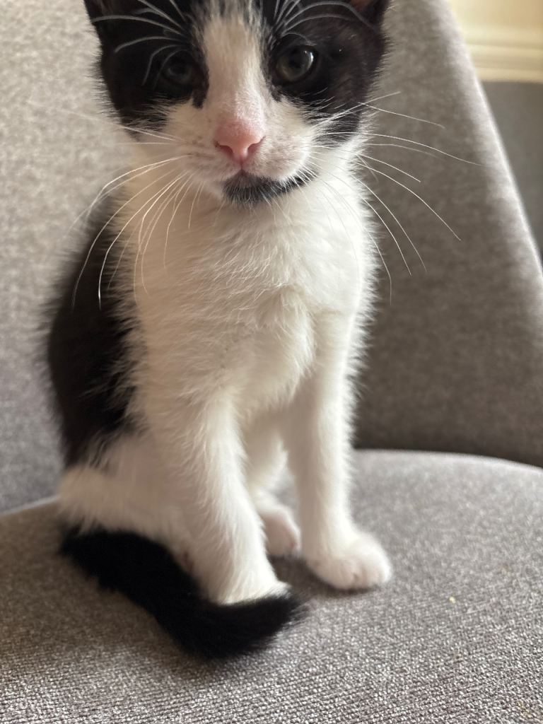 black and white kitten