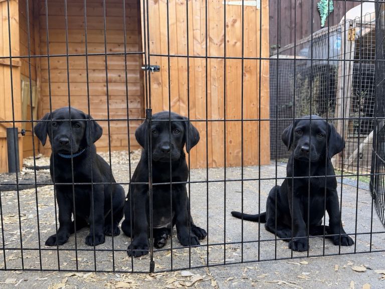 Labrador puppies READY NOW