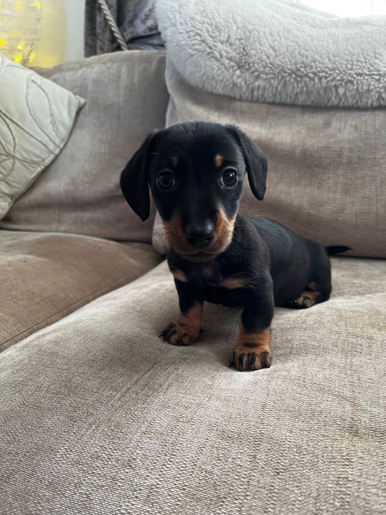 Miniature dachsund male puppy 1 left