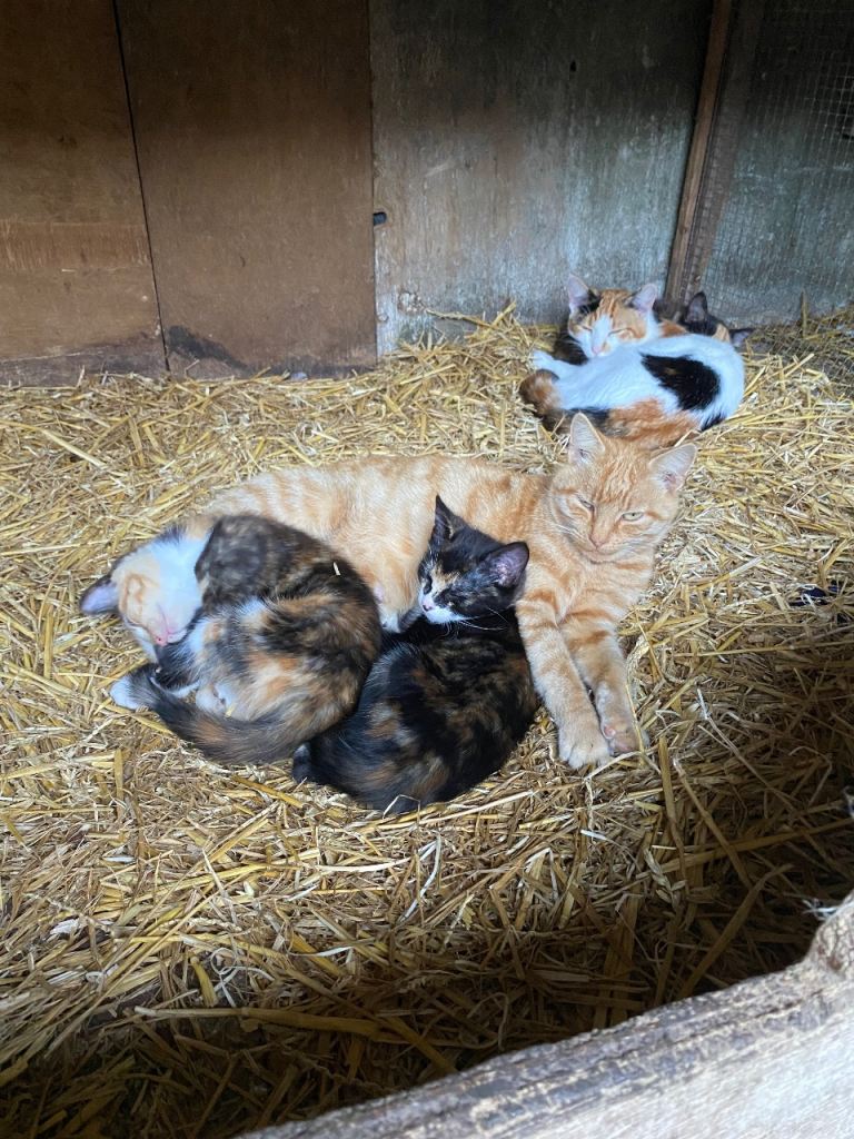 4 Very cute kittens
