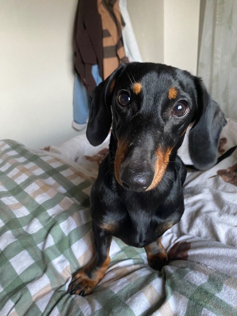 17 month old Dachshund for sale 
