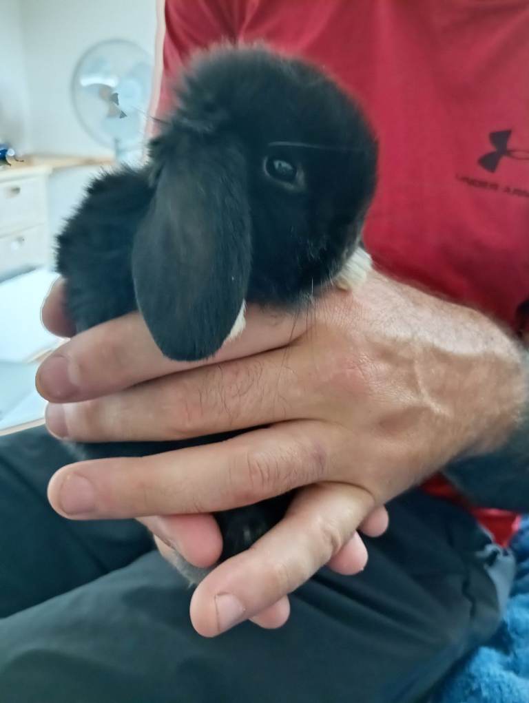 Beautiful baby mini lops 