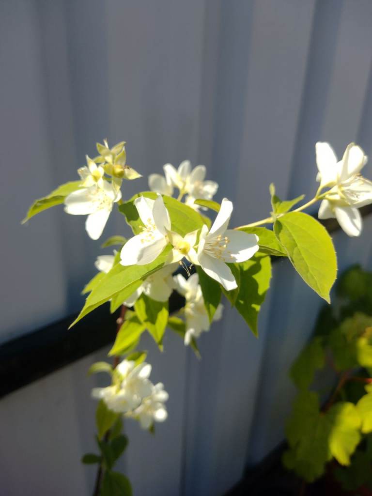 Potted 40" Mock Orange Blossom Spring Flowering Tree. A healthy specimen for planting out see below