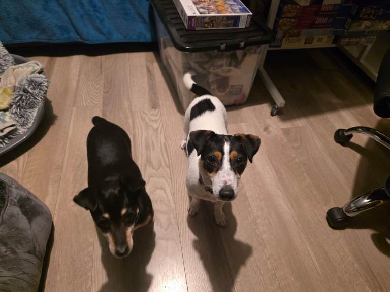 Jack russell bitch 13 months old - NEW HOME FOUND