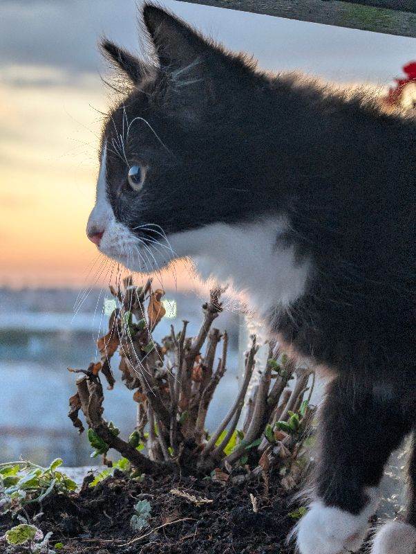 Beautiful long haired felix kitten for sale