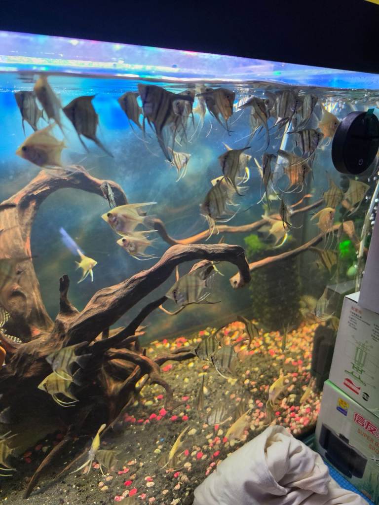 Tropical fish,Angelfish,pleco,mollies, swordtail, corydoras, parrot, shrimps and guppies 