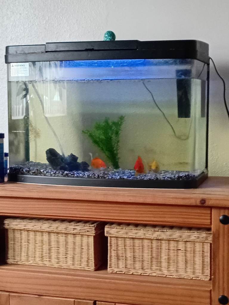 Tank and Goldfish 