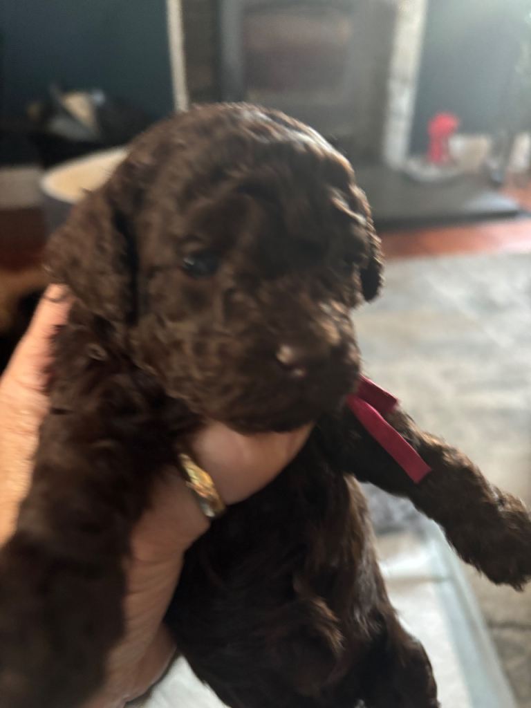 Cockapoo puppies