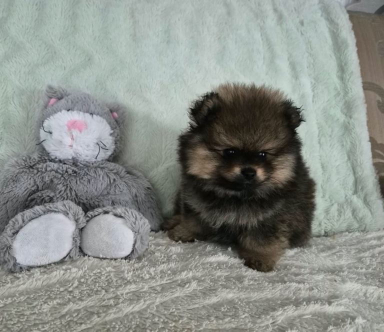Pomeranian Puppy - Ready for home now