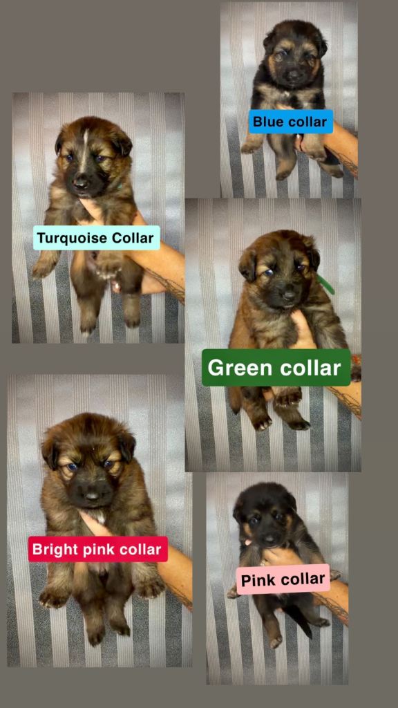 German Shepherd Puppies looking for their forever homes.