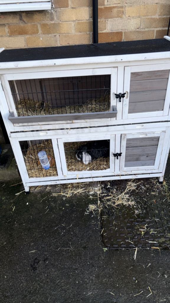 Rabbit plus hutch 