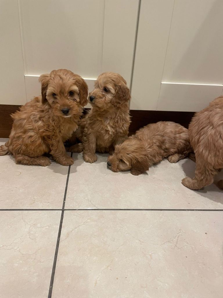 Cockapoo Pups for sale 