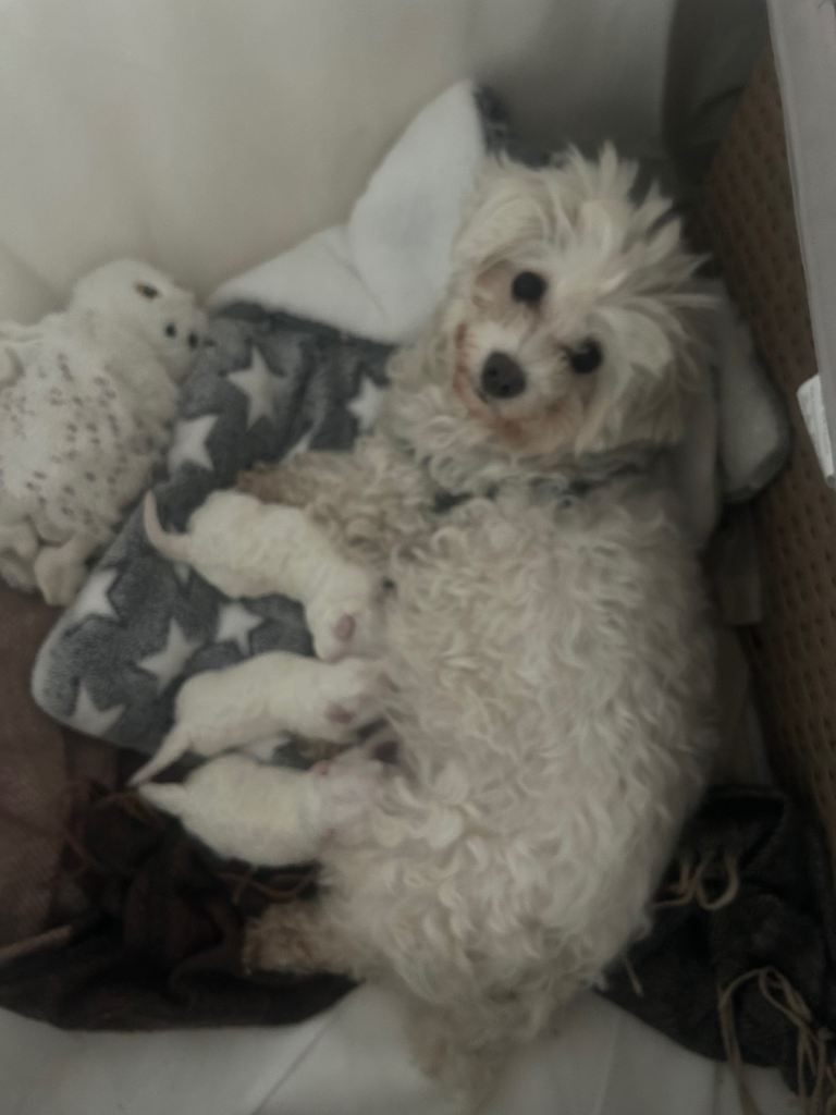 Lovely Maltese puppies 