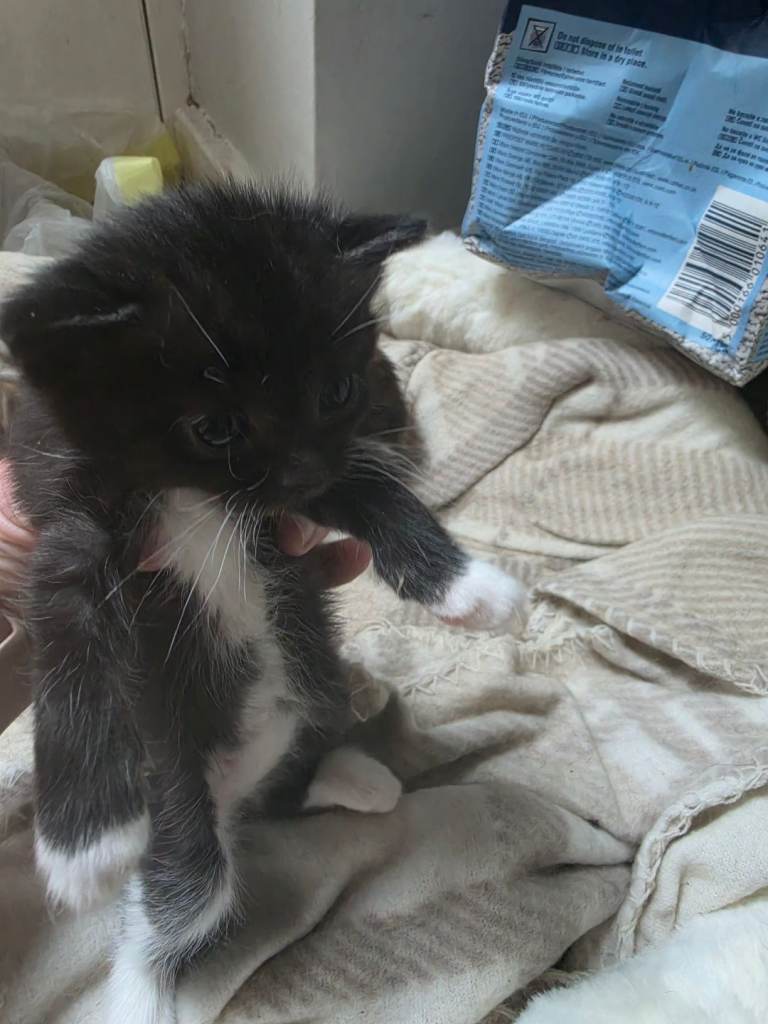 Kittens for sale