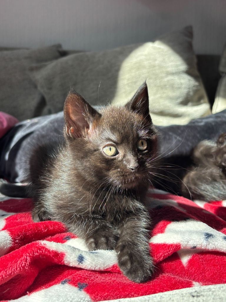 3 gorgeous kittens looking for their forever homes🖤