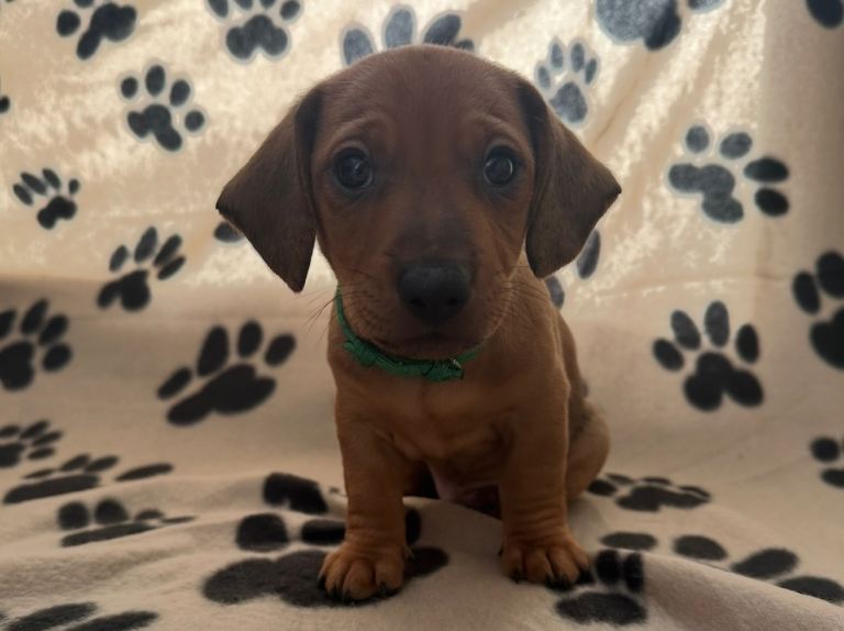 Dachshund /Patterdale pups for sale Barnsley 