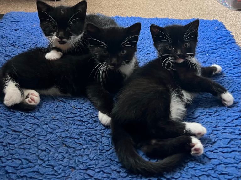 Kittens for sale! 