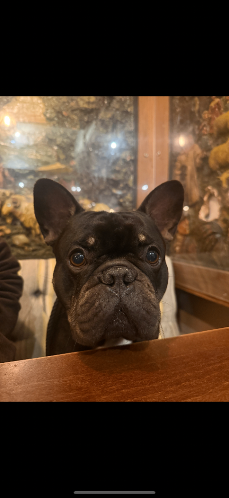 Hugo French bulldog 