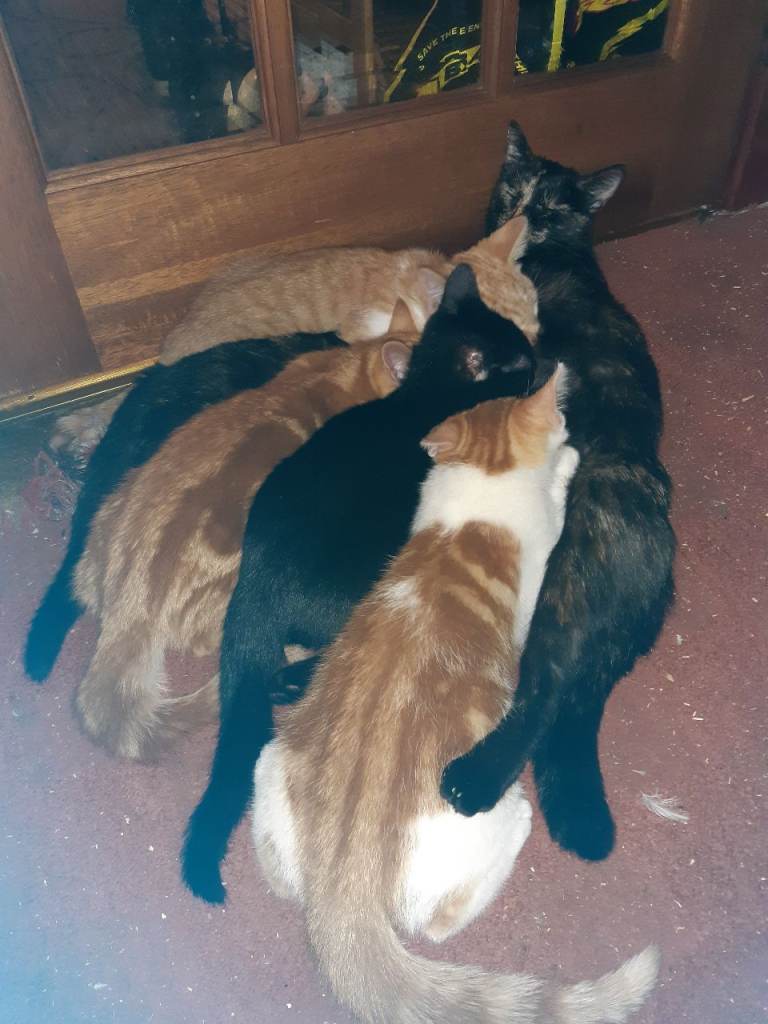 Stunning selection of kittens 😸 