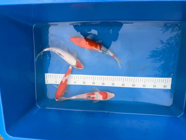 Koi Carp for Sale