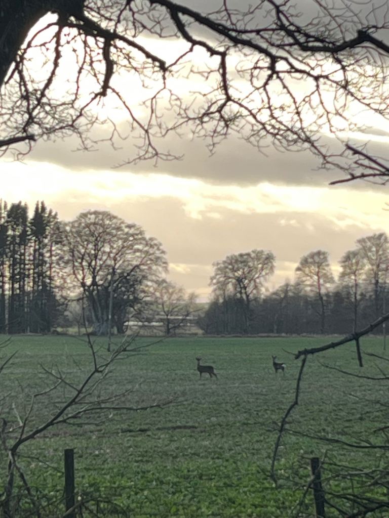 Looking for a 1. Bedroom Home 