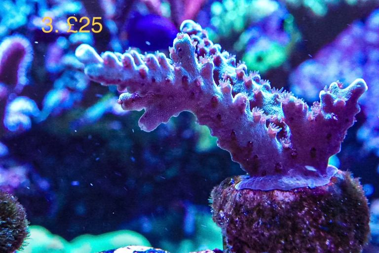 Lime in the sky SPS coral marine frag not lps mushroom Zoa salt