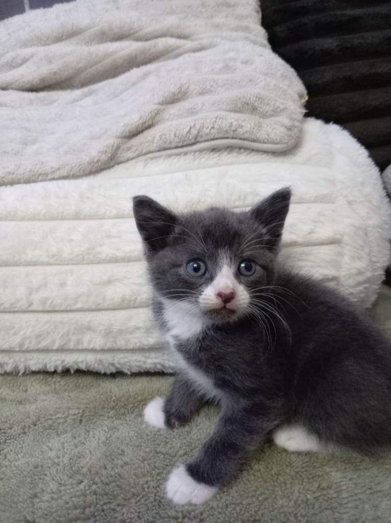 Beautiful grey white kittens 