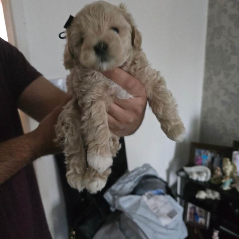  Beautiful maltipoo puppy boy for sale £1700