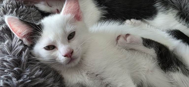 3kittens for sale