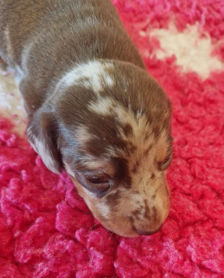 Miniature Dachshund 