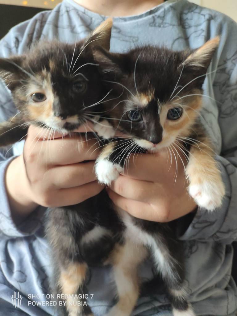  3 x Tortico/Calico female kittens for sale
