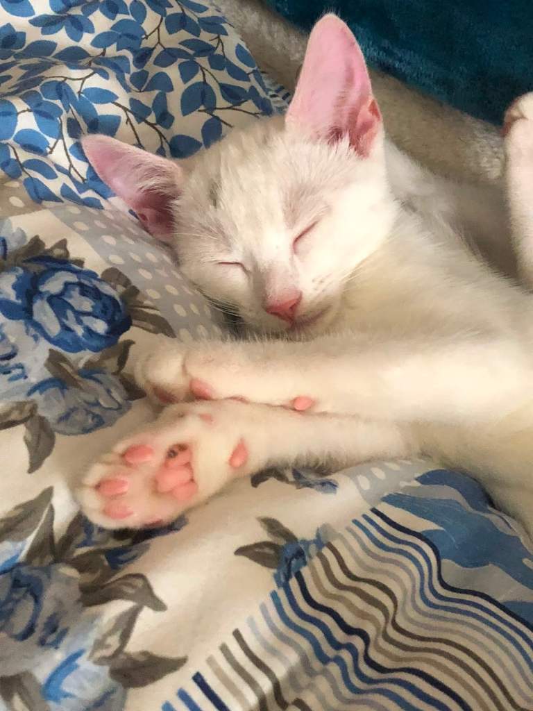 Beautiful Loving Kitten Kidwelly