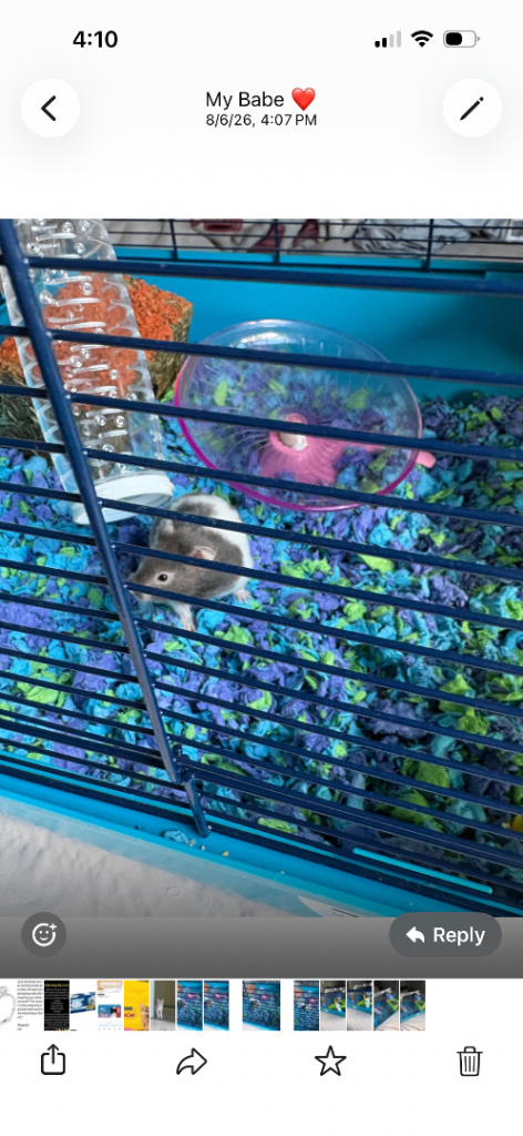 Syrian hamster and everything else you need
