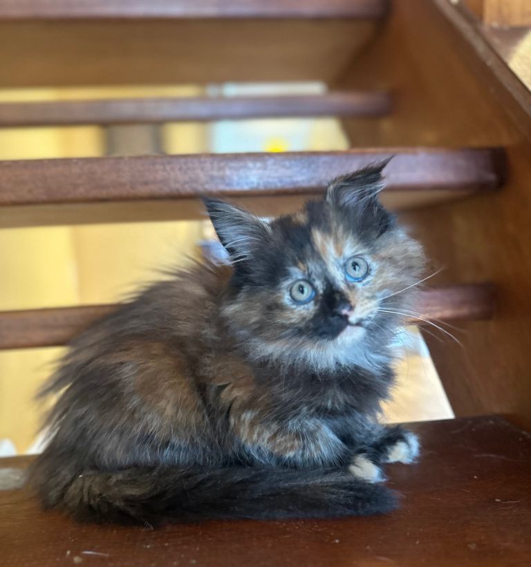 Maine coon kittens. 1 boys, 1 girl