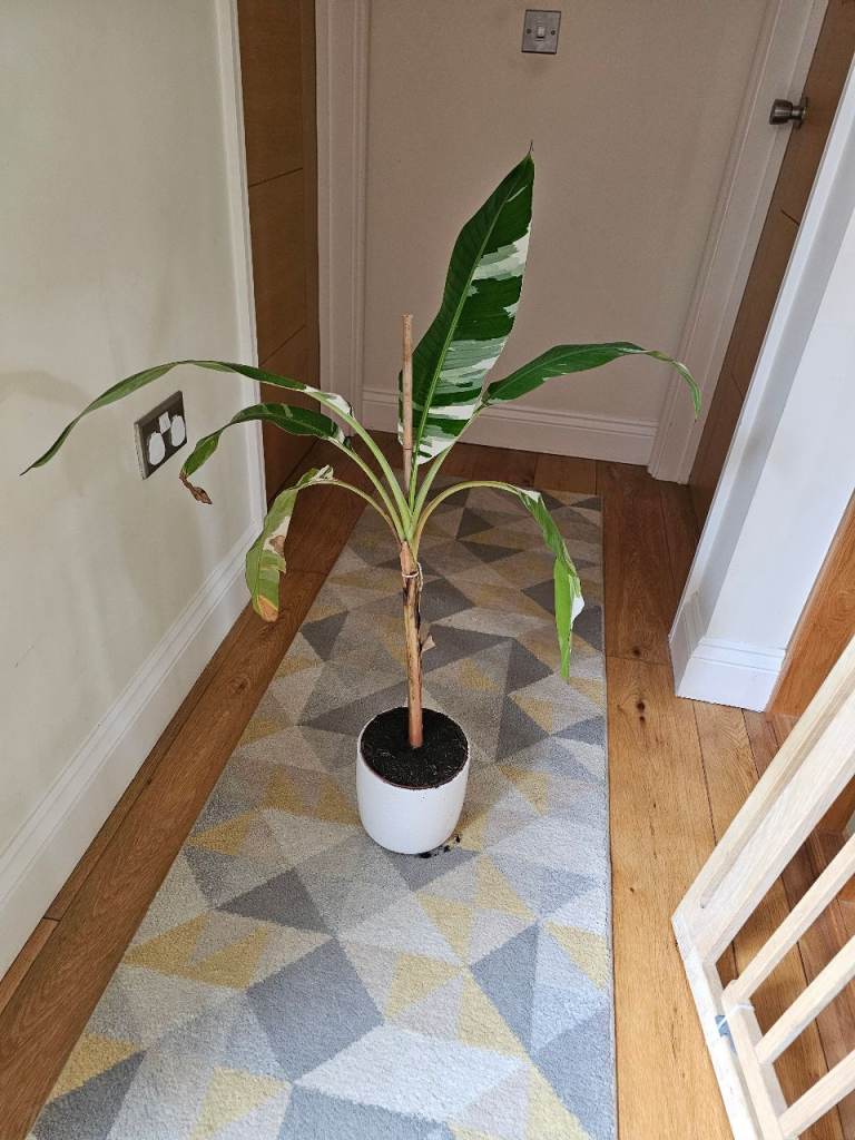 House plant with pot