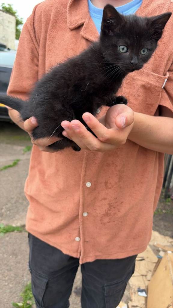 Kittens for sale
