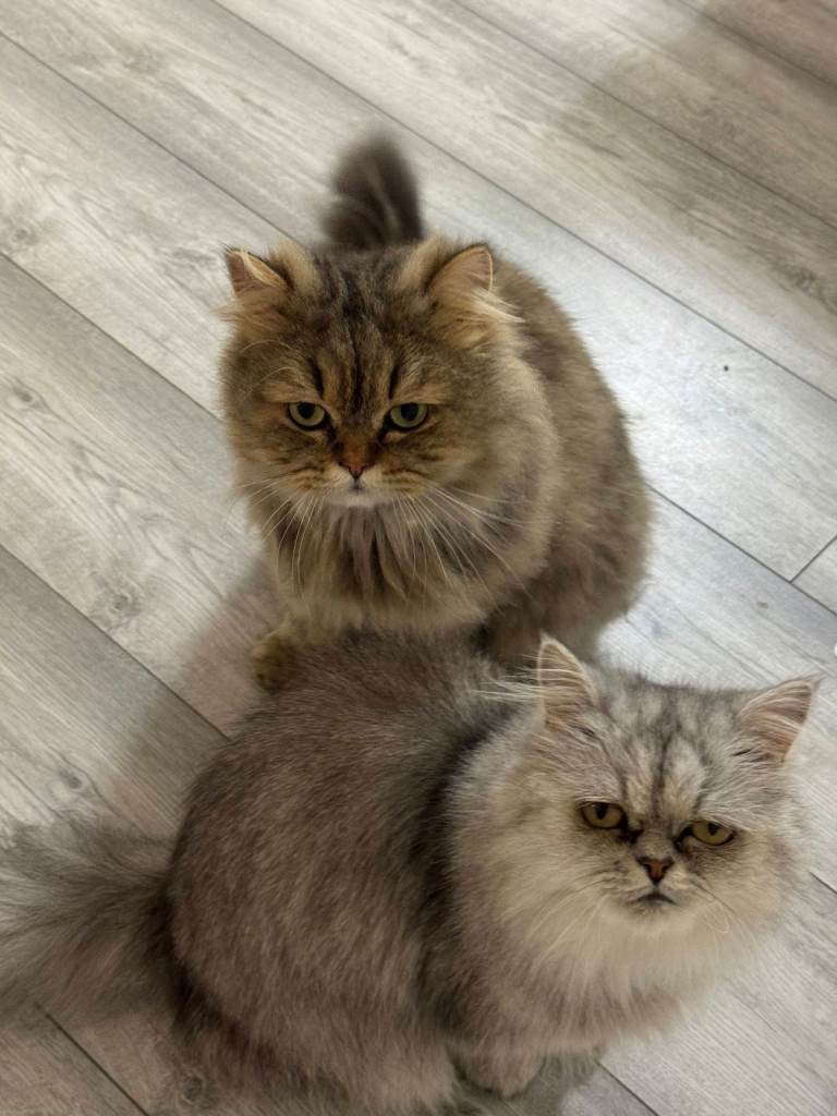 Two Beautiful Persian Cats for Sale – Bonded Pair – Birmingham