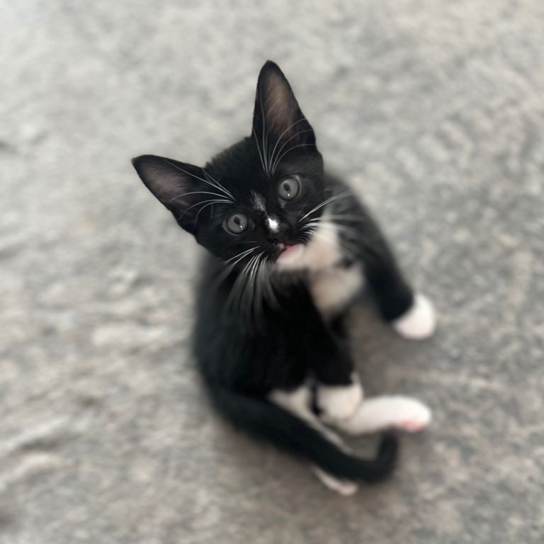 Beautiful Affectionate Burmese Cross Kittens ❤️