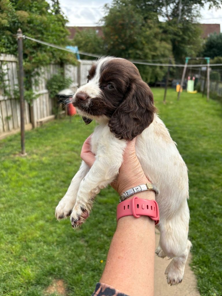 Cocker spaniel puppies 
