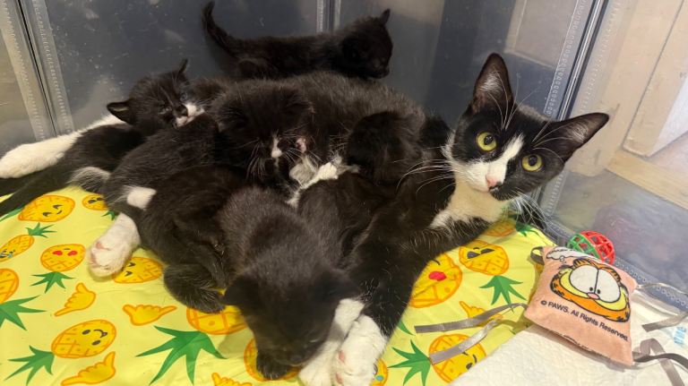 6 beautiful kittens 🐈‍⬛ 
