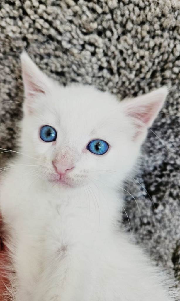 Boy Kitten