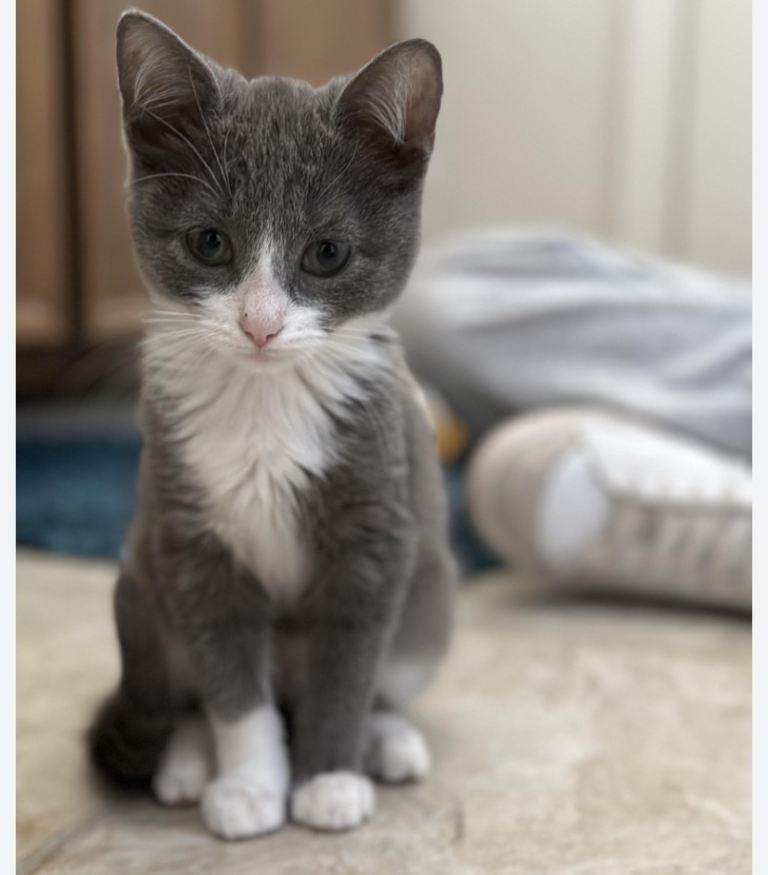 PLEASE READ (male kittens !)
