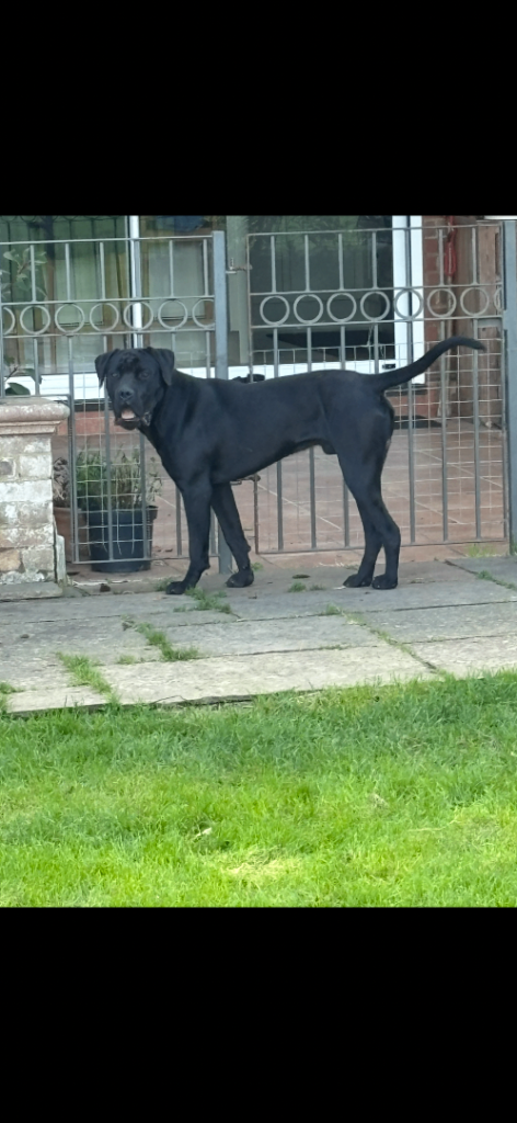 Lo Raso Cane Corso (UK FOUNDER)