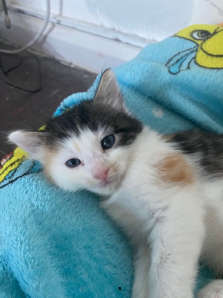 Kittens for sale