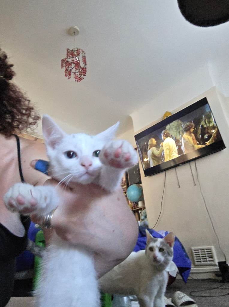 White Turkish Angora kittens 